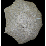 AVRUPA  601-33  GÜNEŞ ŞEMSİYELERİ