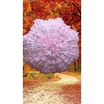 AVRUPA  801-10  GELİN VE DİZİ ŞEMSİYELERİ,